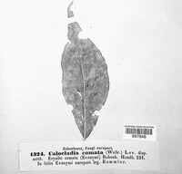 Calocladia comata image